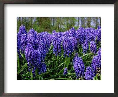 Muscari Armeniacum Syn, Muscarimia (Grape Hyacinth), Bright Blue Flowers With White Mouths by Mark Bolton Pricing Limited Edition Print image