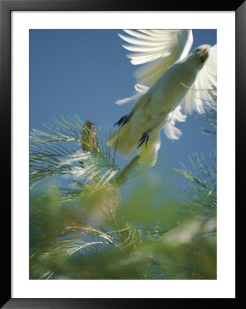 A Little Corella Cockatto Takes Flight From A Pine Tree by Jason Edwards Pricing Limited Edition Print image