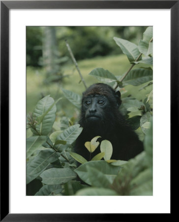 A Juvenile Howler Monkey Hides In A Patch Of Greenery by Nicole Duplaix Pricing Limited Edition Print image