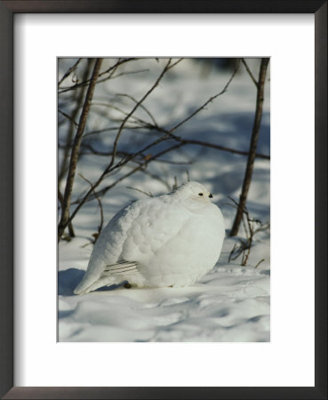 White-Tailed Ptarmigans Blending With The Snow by Michael S. Quinton Pricing Limited Edition Print image