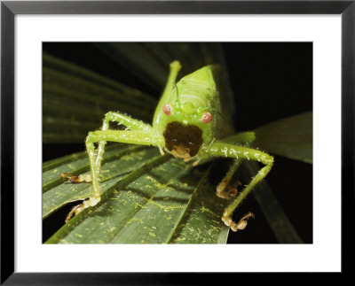 Pink-Eyed Tropical Female Katydid, Mouth Agape And Spiny Legs On Leaf by Darlyne A. Murawski Pricing Limited Edition Print image