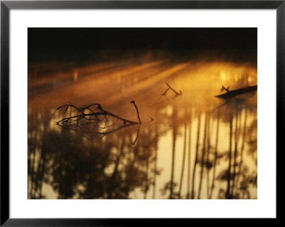 The Filtered Evening Sun On The Surface Of Water In The Everglades by Raul Touzon Pricing Limited Edition Print image