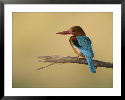 A White-Breasted Kingfisher Perches On A Branch by Roy Toft Pricing Limited Edition Print image