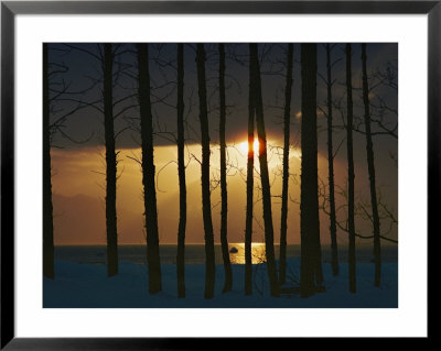 Setting Sun Seen Through A Grove Of Trees by Steve Raymer Pricing Limited Edition Print image