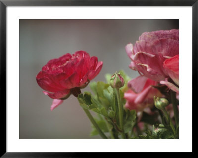 Close View Of Ranunculus Blossoms In The Chicago Botanic Garden by Paul Damien Pricing Limited Edition Print image