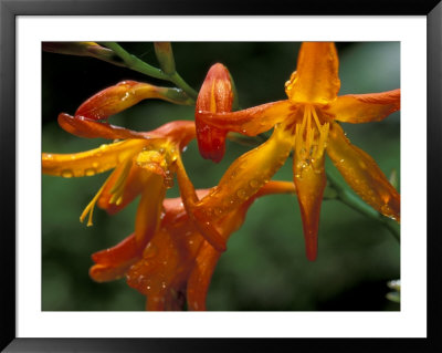 Orange Lily Flowers, Vulcano Baru, Parque National De Amistad, Chiriqui Province, Panama by Christian Ziegler Pricing Limited Edition Print image