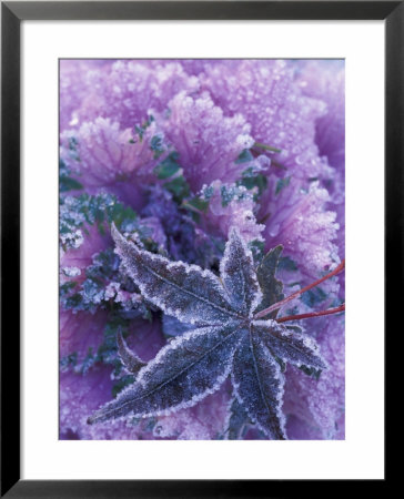 Frost-Covered Shrubs And Maple Leaf, Washington, Usa by Michele Westmorland Pricing Limited Edition Print image