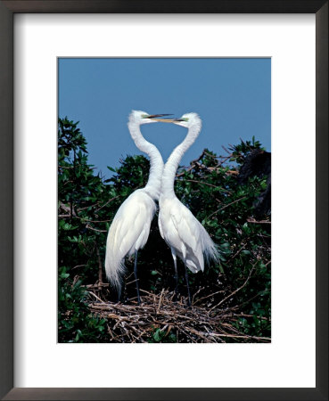 Great Egrets In A Courtship Ritual At Nest by Charles Sleicher Pricing Limited Edition Print image