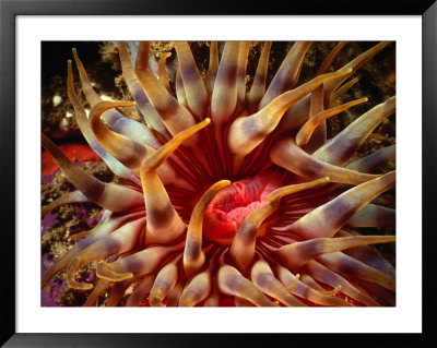 Dahlia Anemone (Bunodactis Sp.), Coromandel Peninsula, New Zealand by Jenny & Tony Enderby Pricing Limited Edition Print image