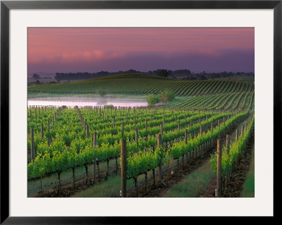Sunrise In Distant Fog, Carnaros, Napa Valley, California, Usa by Janis Miglavs Pricing Limited Edition Print image