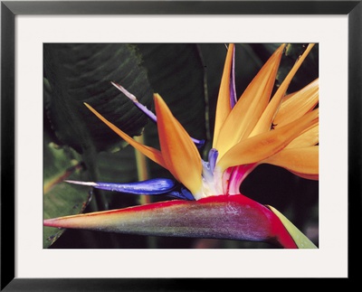 Bird Of Paradise, Maui, Hawaii, Usa by Julie Eggers Pricing Limited Edition Print image