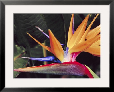 Bird Of Paradise, Maui, Hawaii, Usa by Julie Eggers Pricing Limited Edition Print image