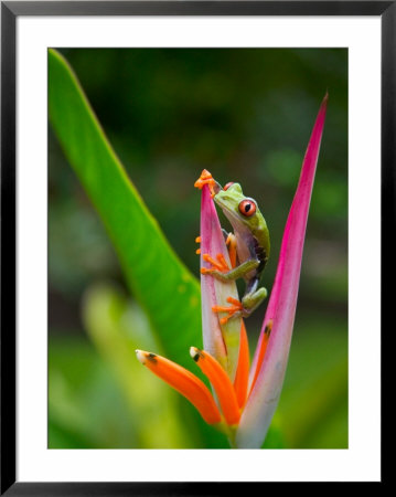 Red-Eye Tree Frog, Costa Rica by Keren Su Pricing Limited Edition Print image