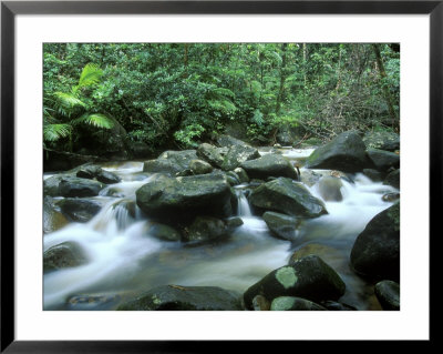 Rainforest, Daintree National Park, Queensland, Australia by Rob Tilley Pricing Limited Edition Print image
