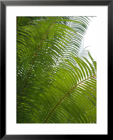 Palm Fronds, Florida, Usa by Lisa S. Engelbrecht Pricing Limited Edition Print image