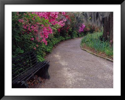 Pathway And Bench In Magnolia Plantation And Gardens, Charleston, South Carolina, Usa by Julie Eggers Pricing Limited Edition Print image