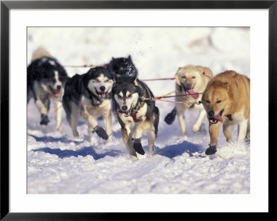 Iditarod Dog Sled Racing Through Streets Of Anchorage, Alaska, Usa by Paul Souders Pricing Limited Edition Print image