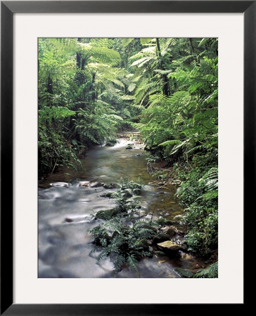 Rainforest Tree Fern And Stream, Uganda by Gavriel Jecan Pricing Limited Edition Print image