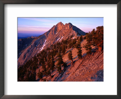 Bristlecone Pine Along Mountain Ridge, Nevada, Usa by Rob Blakers Pricing Limited Edition Print image