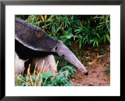 Captive Giant Anteater (Myrmecophaga Tridactyla), Brazil by Mark Newman Pricing Limited Edition Print image