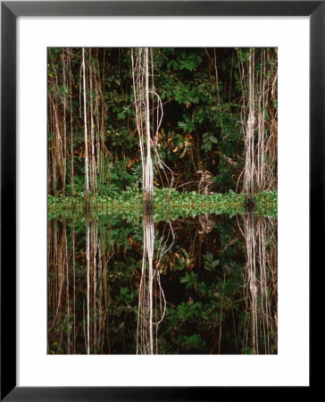 Rainforest Reflected In Still Waters Of Canal, Tortuguero National Park, Limon, Costa Rica by Stephen Saks Pricing Limited Edition Print image