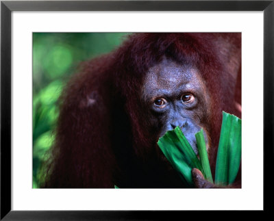 Orang-Utan At Singapore Zoological Gardens, Singapore, Singapore by Phil Weymouth Pricing Limited Edition Print image