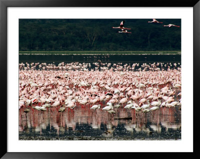 Flamingoes, Lake Nakuru National Park, Kenya by Tom Cockrem Pricing Limited Edition Print image