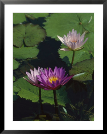 Fragrant Water Lily Flowers by Richard Nowitz Pricing Limited Edition Print image