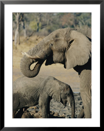 An African Elephant Cow And Her Calf by Beverly Joubert Pricing Limited Edition Print image