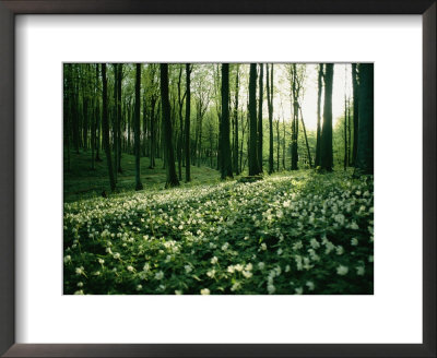 Spring Forest View With Anemones, Rugen Island In The Baltic Sea by Sisse Brimberg Pricing Limited Edition Print image