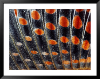 Close View Of The Dorsal Fin Of What May Be An Arctic Grayling (Thymallus Arcticus) by Bill Curtsinger Pricing Limited Edition Print image
