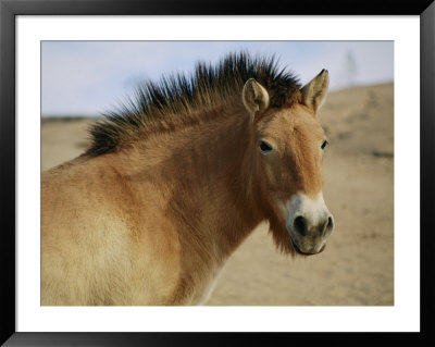 A Close View Of A Captive Przewalskis Wild Horse by Roy Toft Pricing Limited Edition Print image