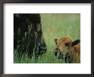 Close View Of An American Bison And Her Calf by Annie Griffiths Belt Pricing Limited Edition Print image