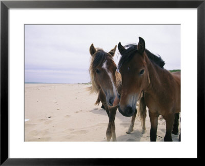 Two Curious Wild Horses On The Beach by Nick Caloyianis Pricing Limited Edition Print image