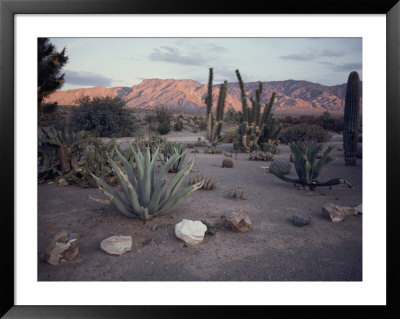 A Desert Cactus Garden In Nevada by Sam Abell Pricing Limited Edition Print image