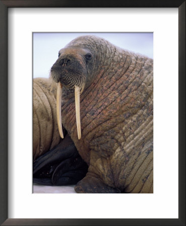 An Atlantic Walrus Rests On Some Floating Ice by Paul Nicklen Pricing Limited Edition Print image