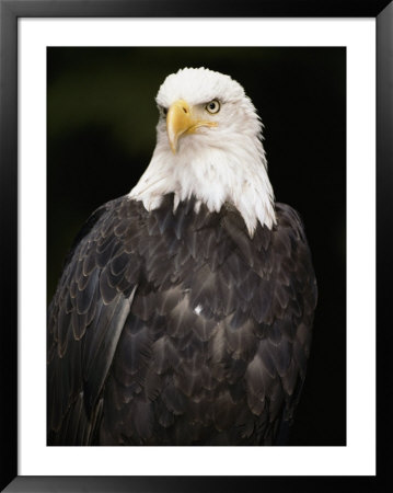 Portrait Of An American Bald Eagle by Anne Keiser Pricing Limited Edition Print image