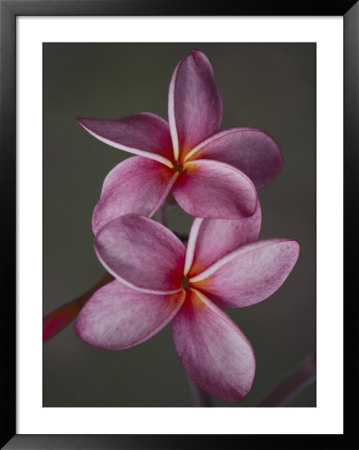 A Close View Of A Pair Of Frangipani Flowers by Jodi Cobb Pricing Limited Edition Print image