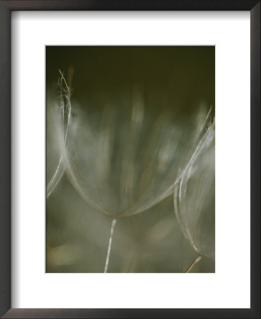 A Close View Of A Dandelion Seed by Raul Touzon Pricing Limited Edition Print image