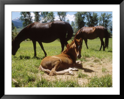 Paso Fino Colt Lying In A Field, Livingston, Mt by Larry Stanley Pricing Limited Edition Print image