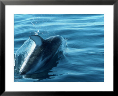 Dolphin In Motion In The Water by Don Romero Pricing Limited Edition Print image