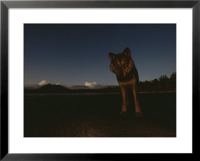 A Wolf Accustomed To Handouts Stares Down The Photographer by Joel Sartore Pricing Limited Edition Print image