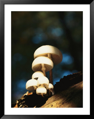 Mushrooms Growing On Decaying Wood by Norbert Rosing Pricing Limited Edition Print image