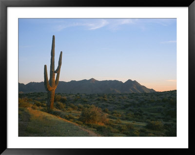 A Saguaro Cactus And Desert Landscape At Sunset by Taylor S. Kennedy Pricing Limited Edition Print image