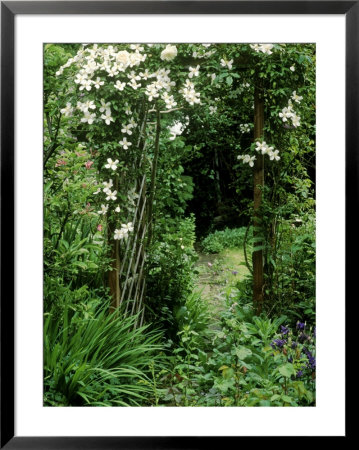 Archway With Clematis Montana (Grandiflora Alba) And Rosa (Sombreuil) by Lynne Brotchie Pricing Limited Edition Print image