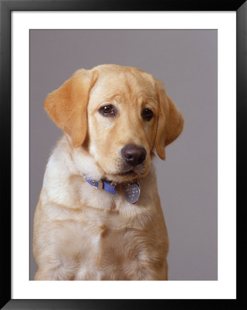 Portrait Of Labrador Retriever by Bruce Ando Pricing Limited Edition Print image