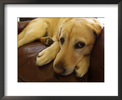 Dog Lying Down by Bruce Ando Pricing Limited Edition Print image