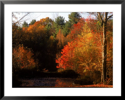 Fall Foliage, Changing Leaves by Steven Begleiter Pricing Limited Edition Print image