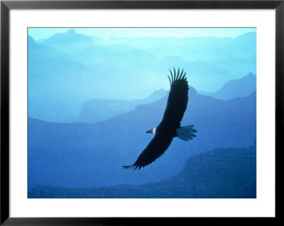 Eagle Soaring by Ewing Galloway Pricing Limited Edition Print image