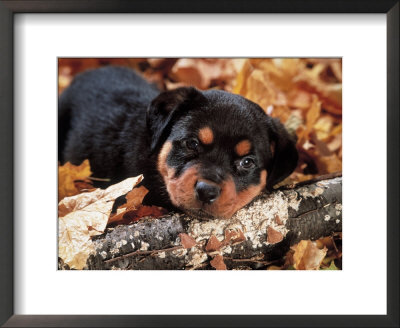 Rottweiler Puppy by Henryk T. Kaiser Pricing Limited Edition Print image